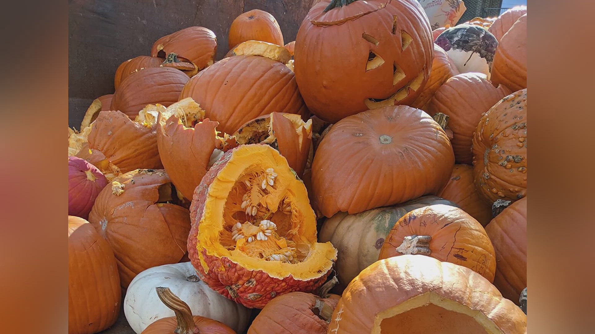 When pumpkins break down in landfills, they pollute the atmosphere and water with toxic methane. Instead, you can compost and recycle your pumpkins at these events.