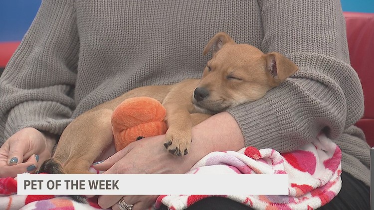 Meet the darling Beverly | Pet of the Week