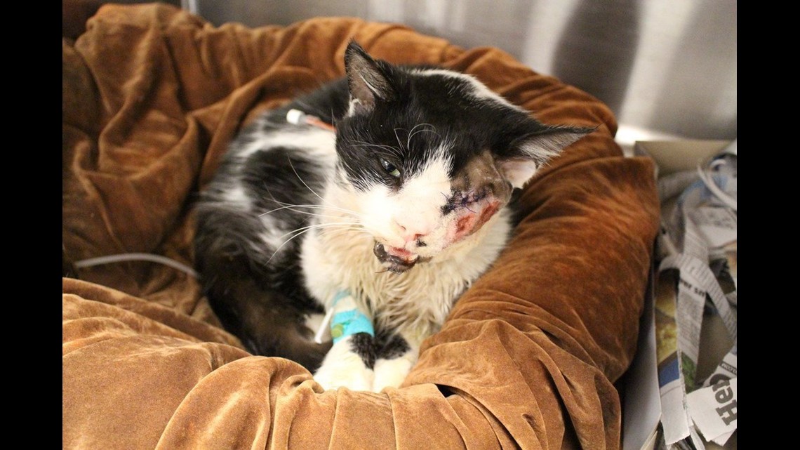 Zombie cat' presumed dead found alive five days after burial