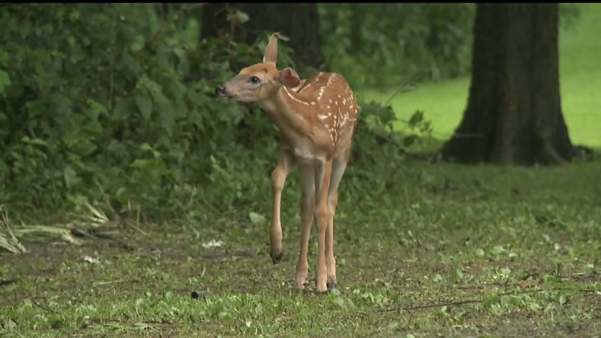 Iowa ranks 5th for deer crashes