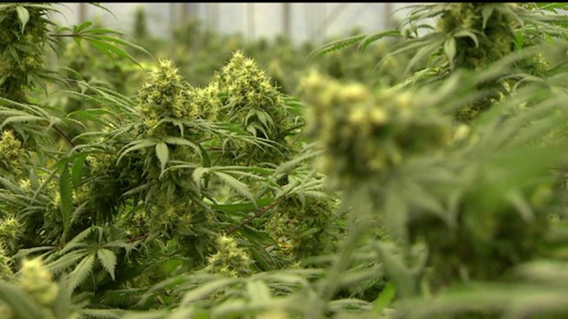 Pauley says medical marijuana dispensary delays not surprising