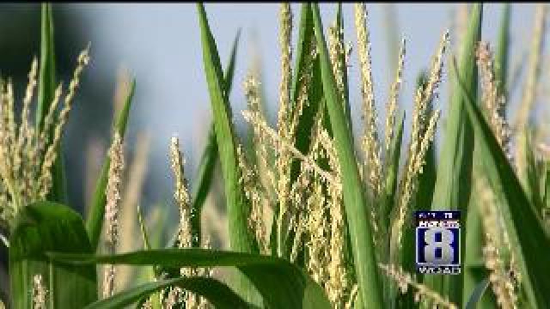 Ag in the AM: Iowa Farm Conditions Worsen