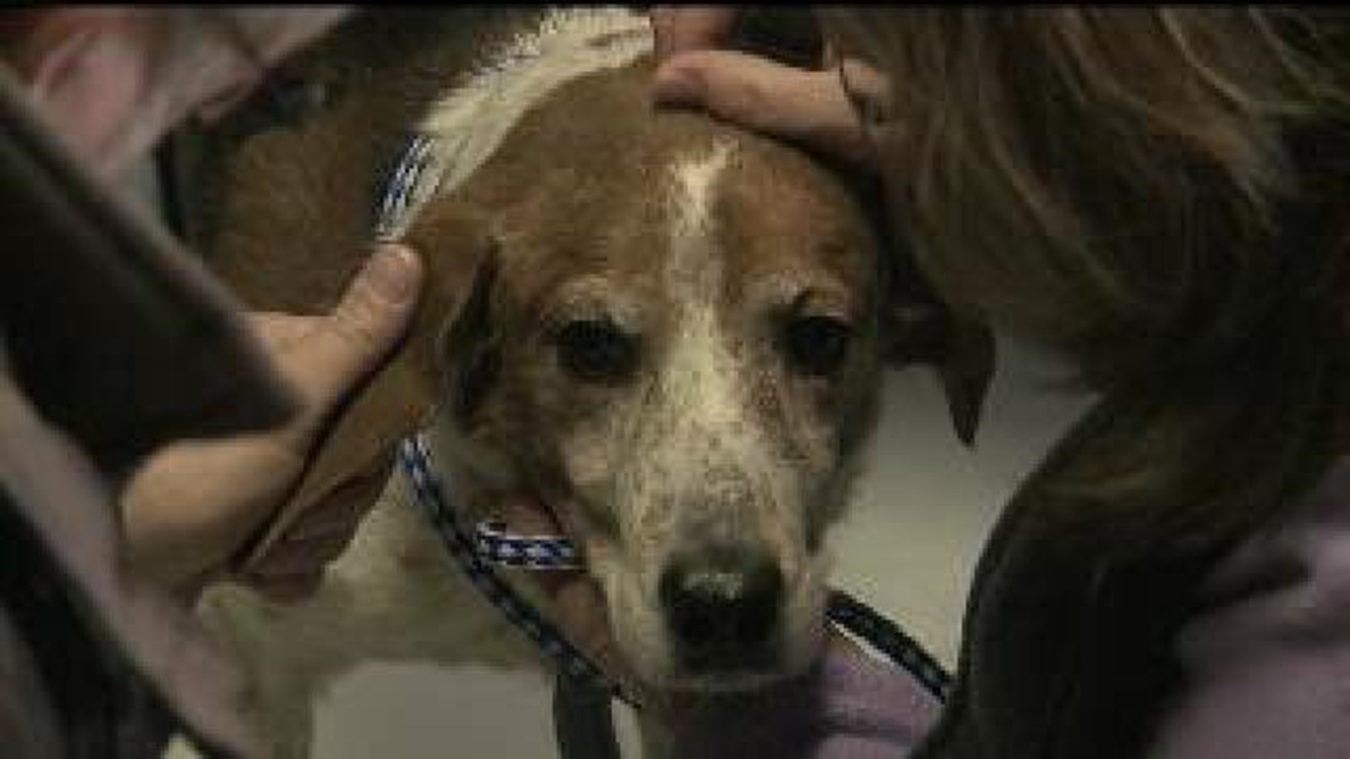 Neglected QC dog adopted by Wisconsin couple