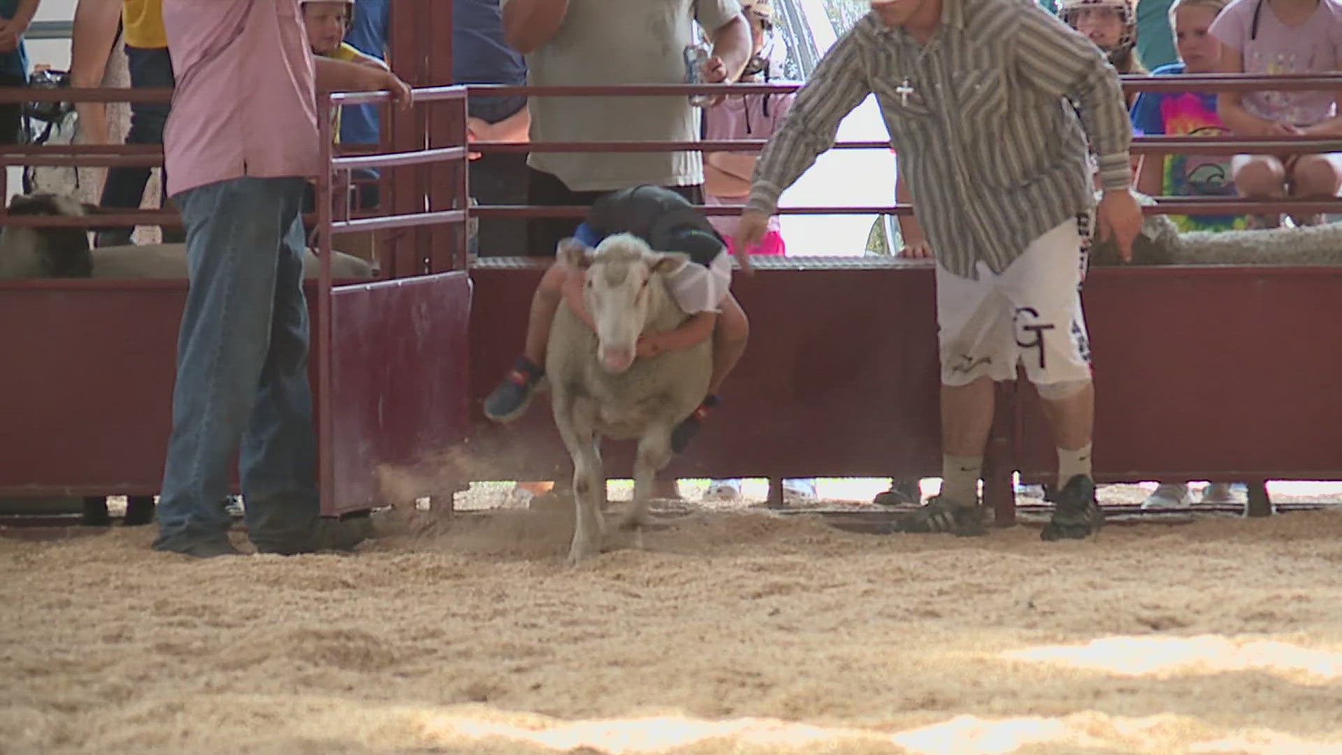 Similar to bull riding, kids at least six years old and under 60 pounds ride on top of a sheep.