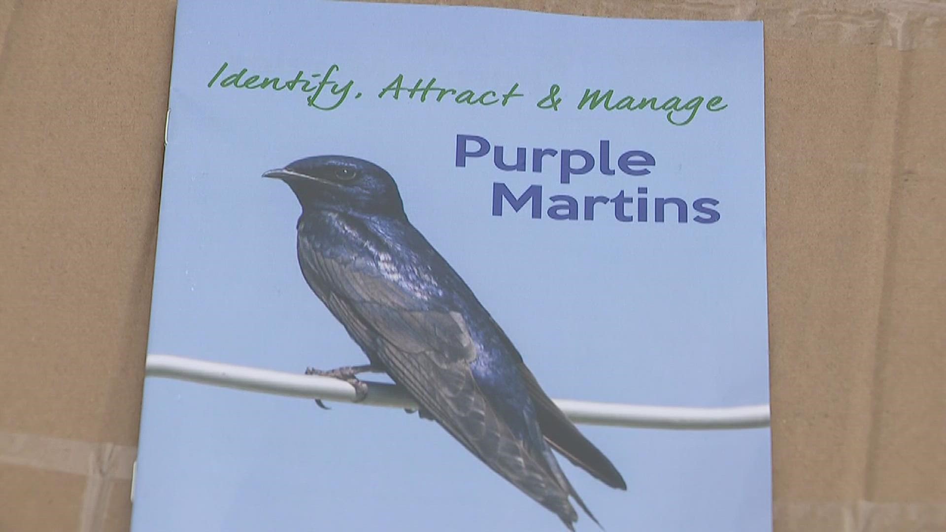 You might be able to spot Purple Martins around the Quad Cities in the near future.