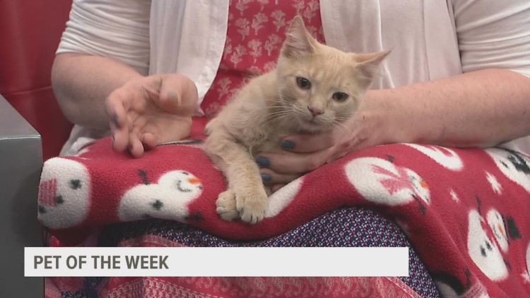 Meet Alex, the playful and friendly kitten who's ready to steal your heart | Pet of the Week