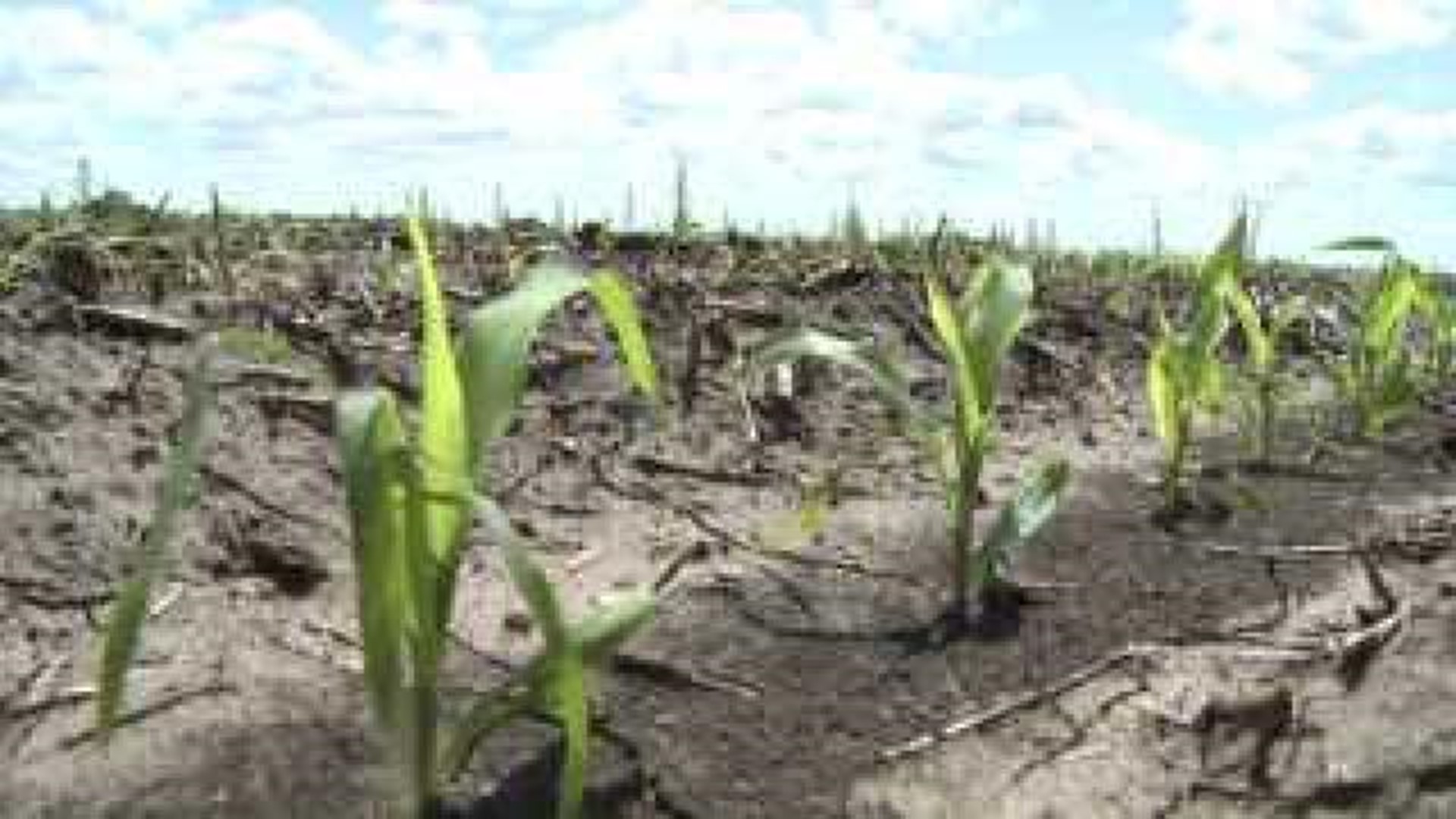 Corn crop could set records in Illinois and Iowa