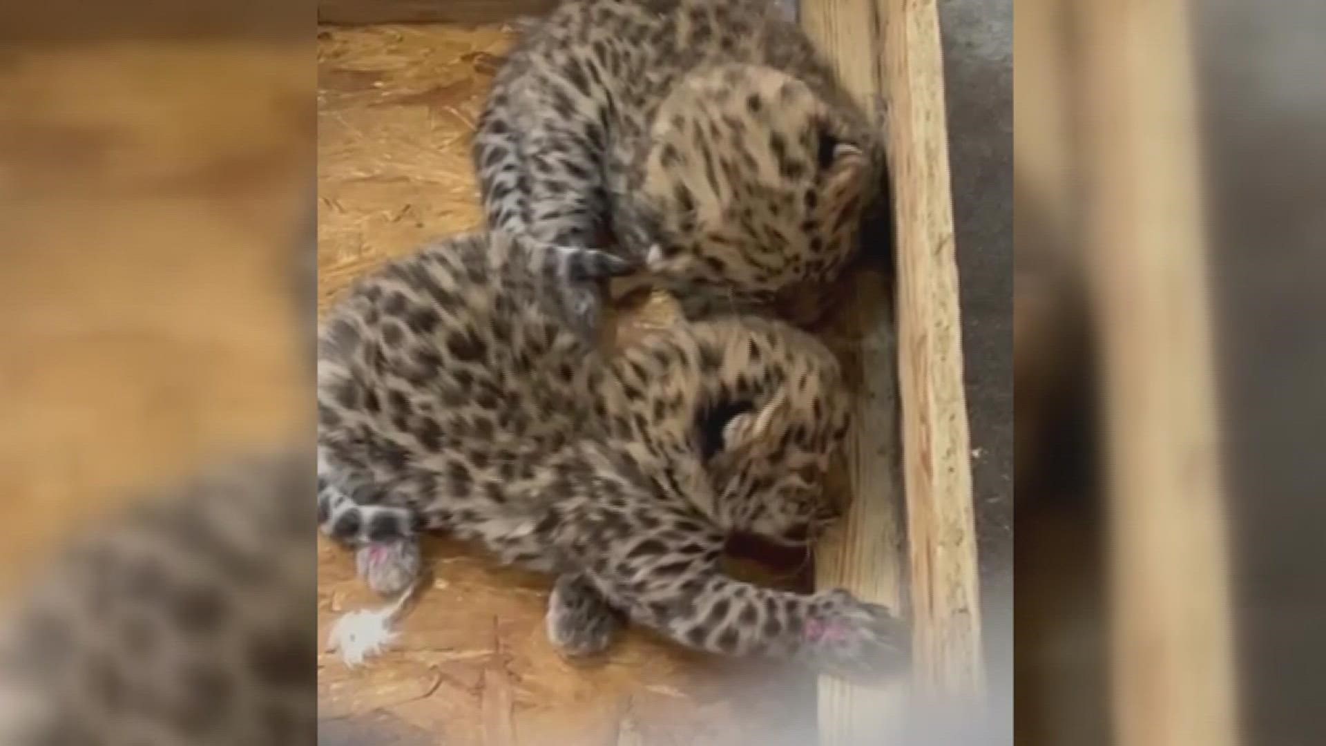 Niabi announced the birth of two critically endangered Amur leopard cubs - the first report of captive breeding for the species this year.