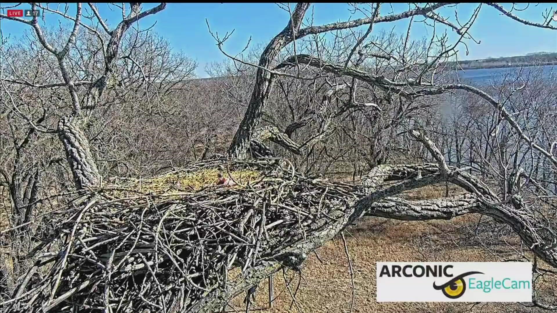 This is a live look at the Arconic eagle's nest located in Riverdale. Justice and Liberty have called the nest home since 2007.