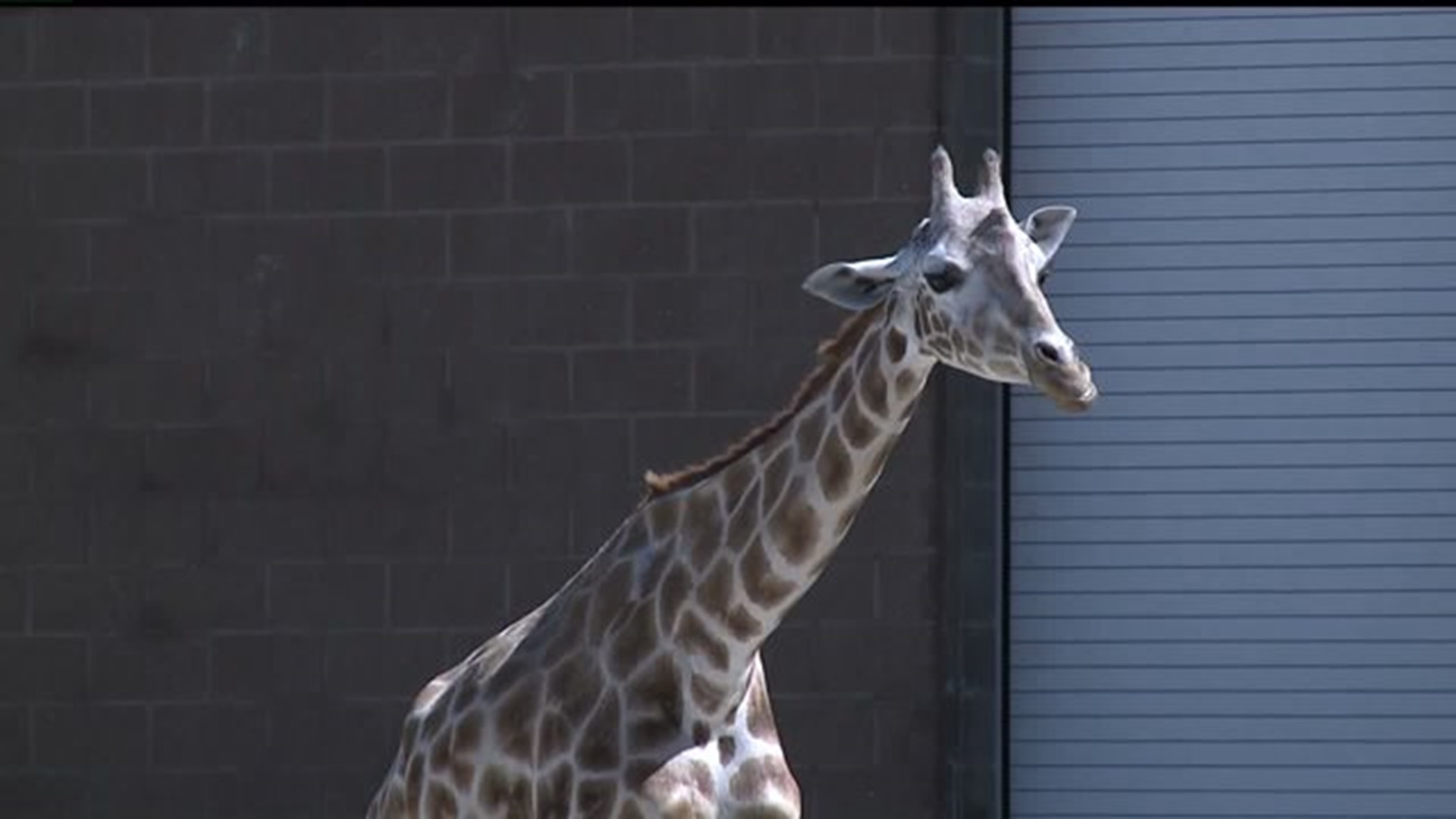 "Mimi" the giraffe at Niabi Zoo dies