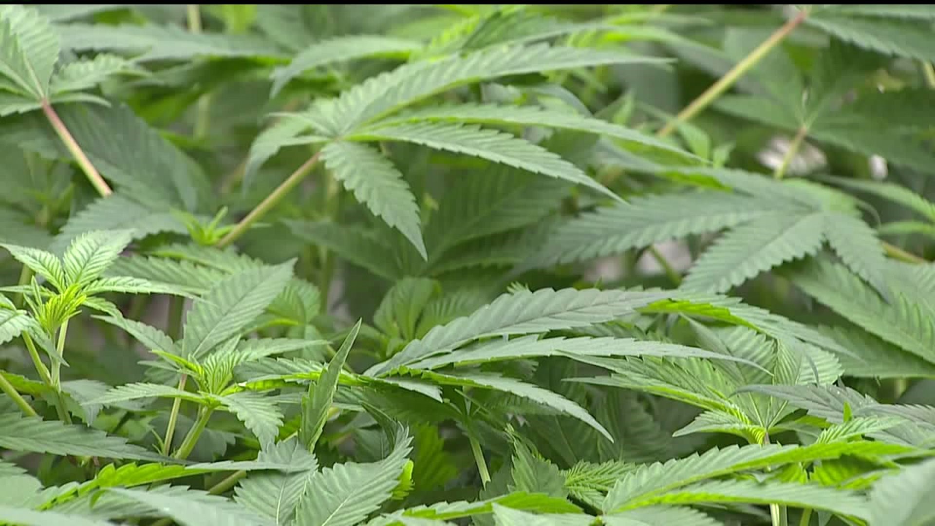 Marijuana Shortage in Illinois