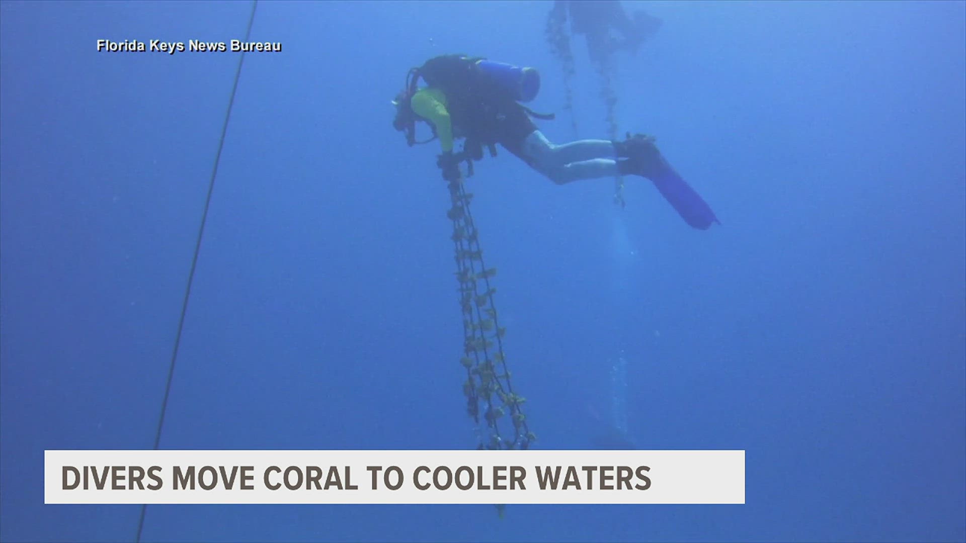 The group Reef Renewal says water temperatures have been warmer than usual and that's causing some coral in the area to undergo stress and bleach.