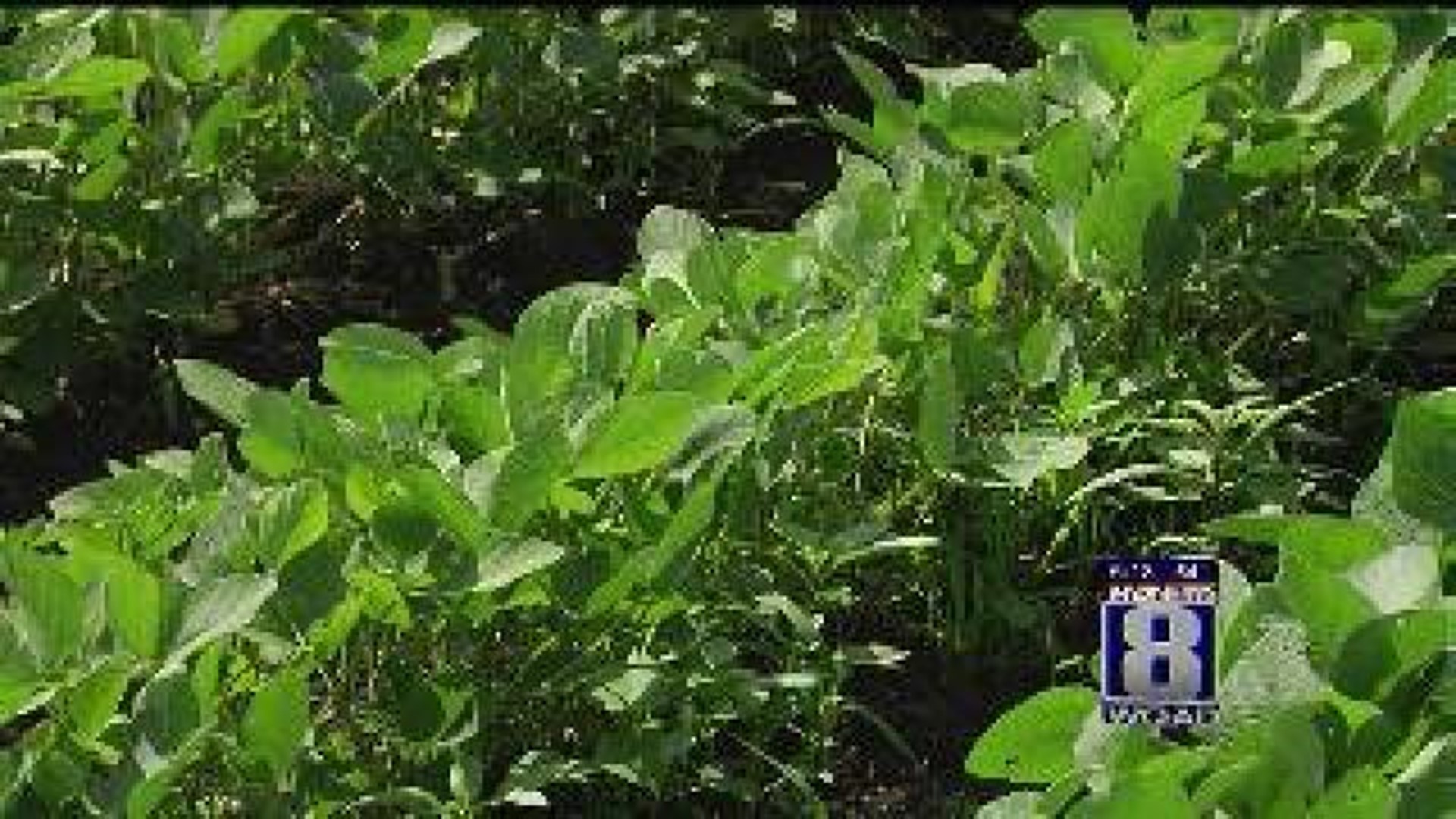 Ag in the AM: Some Fear Soybean Crop is Too Small
