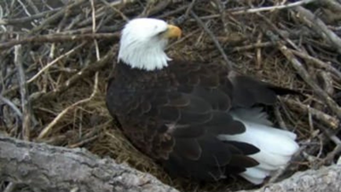 Alcoa Eagle Cam is an sensation