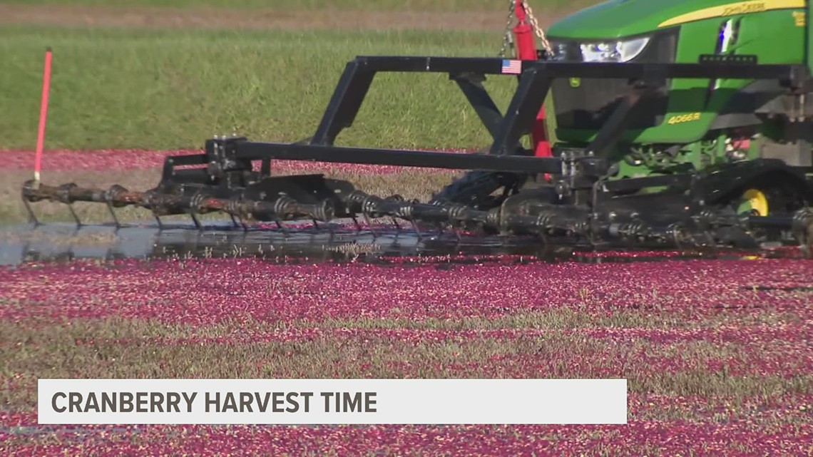 How cranberries are harvested in Wisconsin
