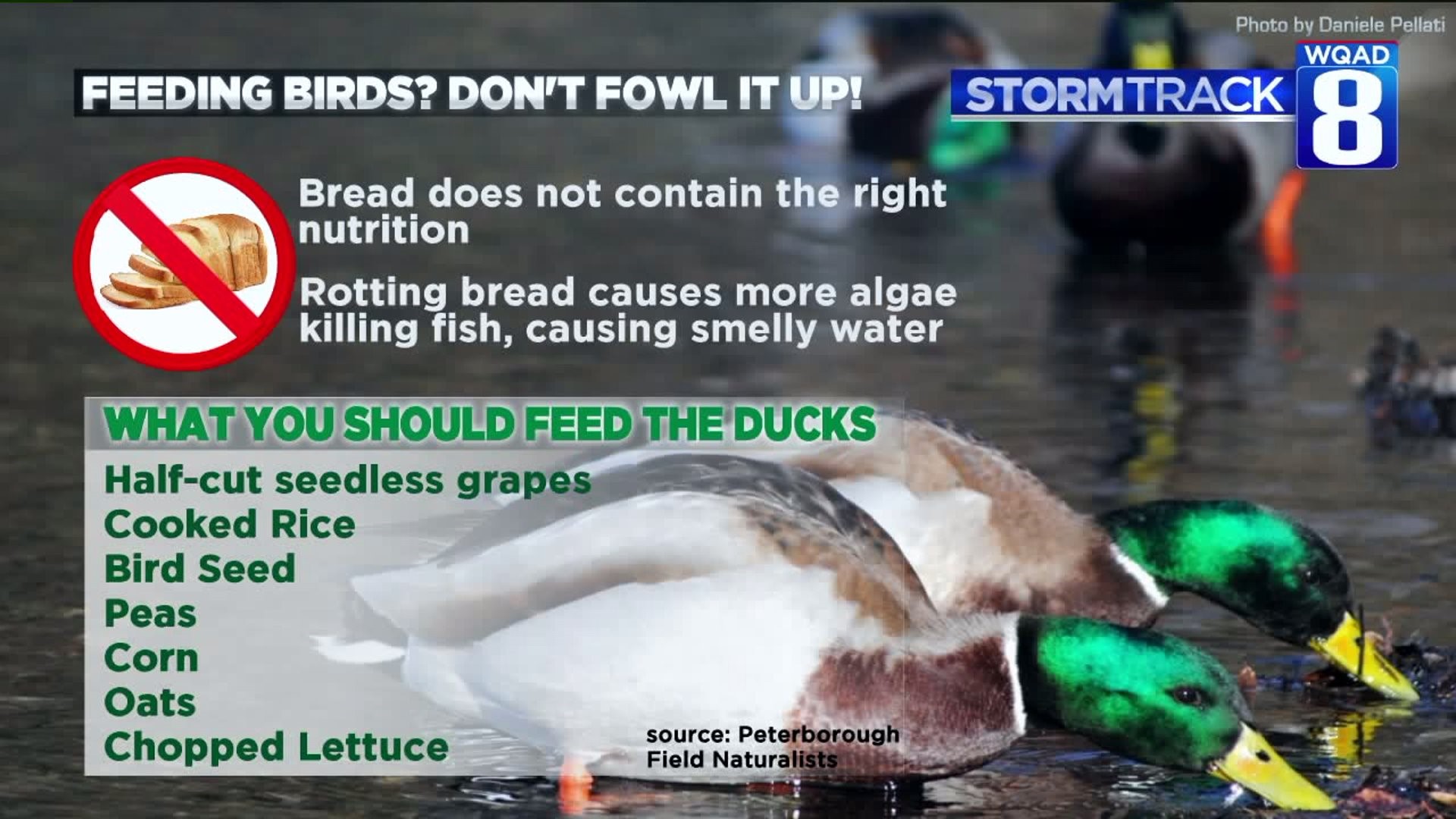 Here are 7 great things to feed ducks instead of bread