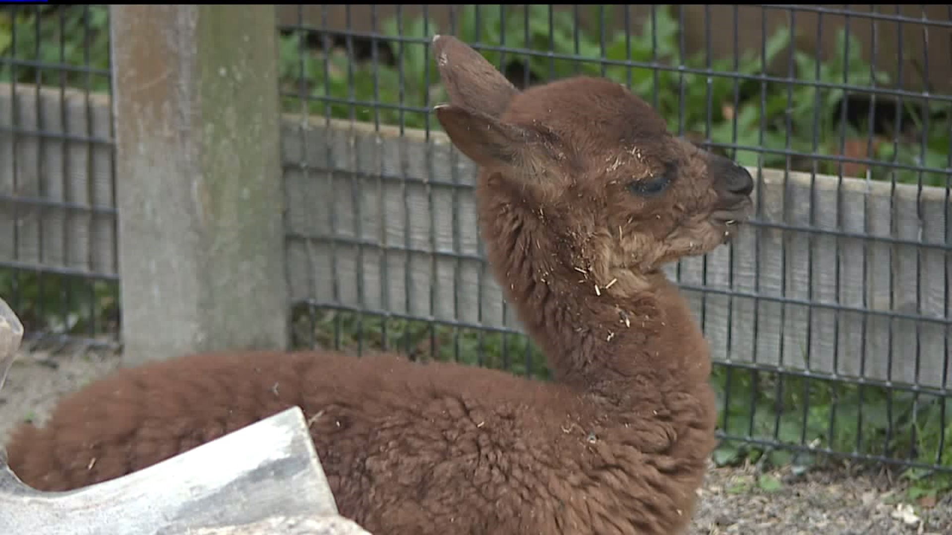 Niabi Zoo welcomes new baby