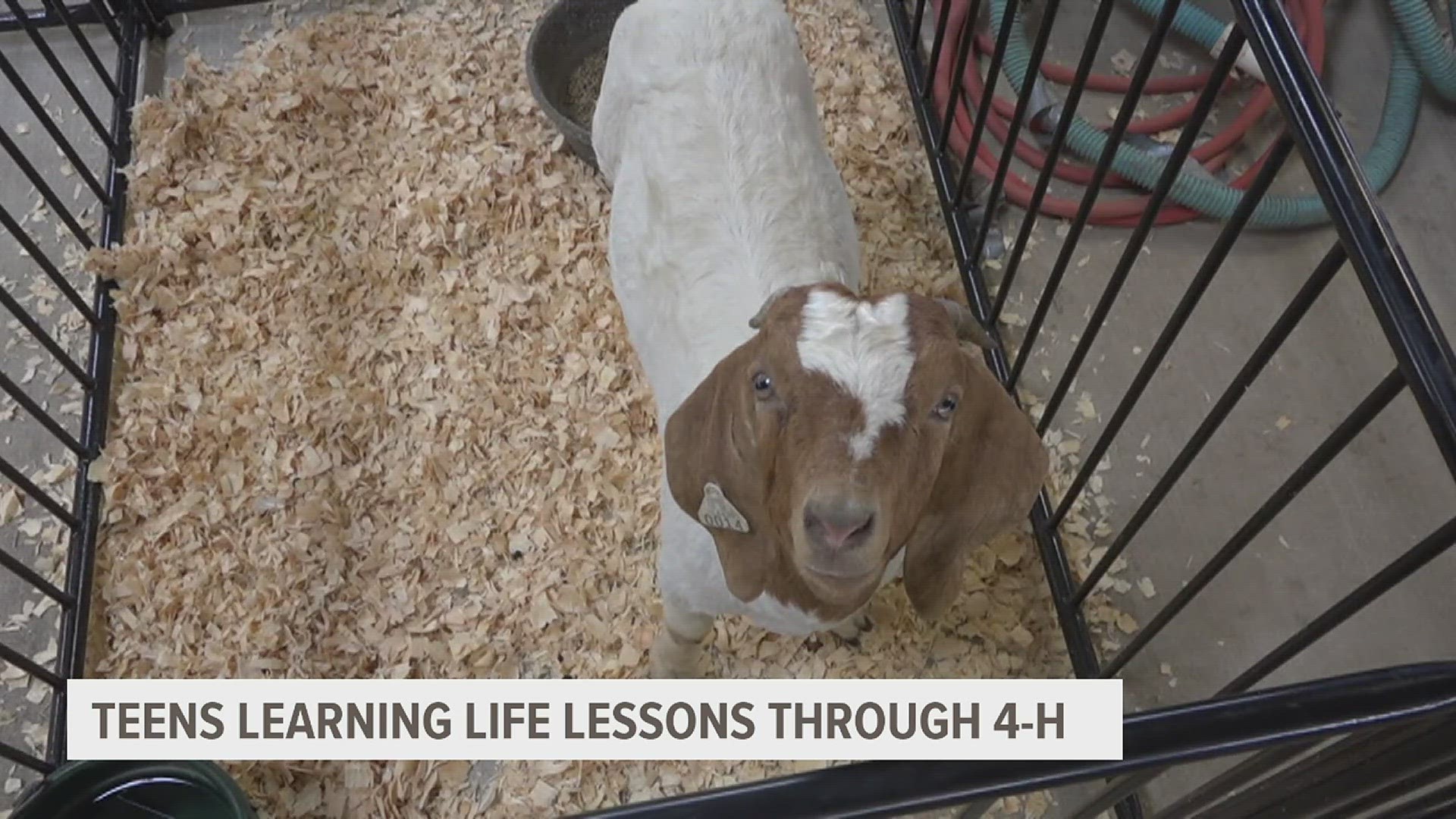 The 8 to 18-year-olds brought the livestock to the fairgrounds to prepare them for the cattle, goat and sheep shows on Monday.