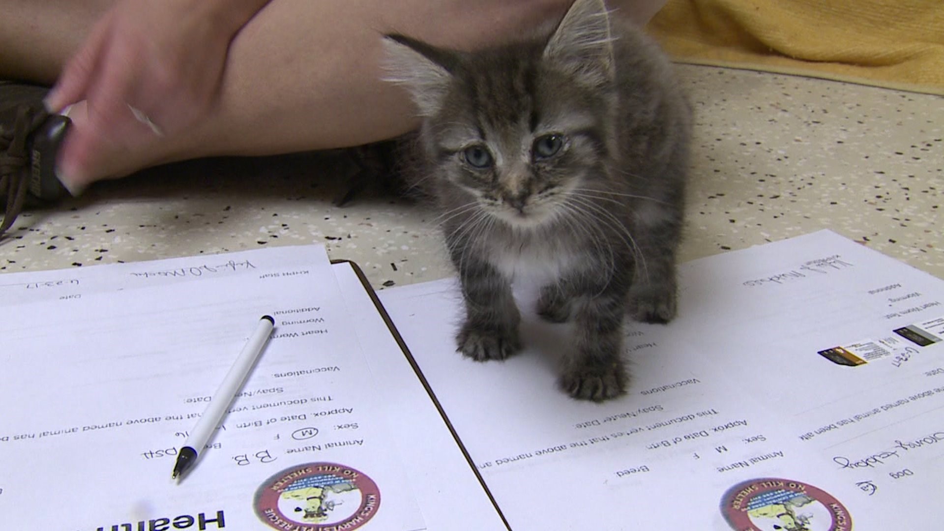 Dozens of cats receive names and love after rescue