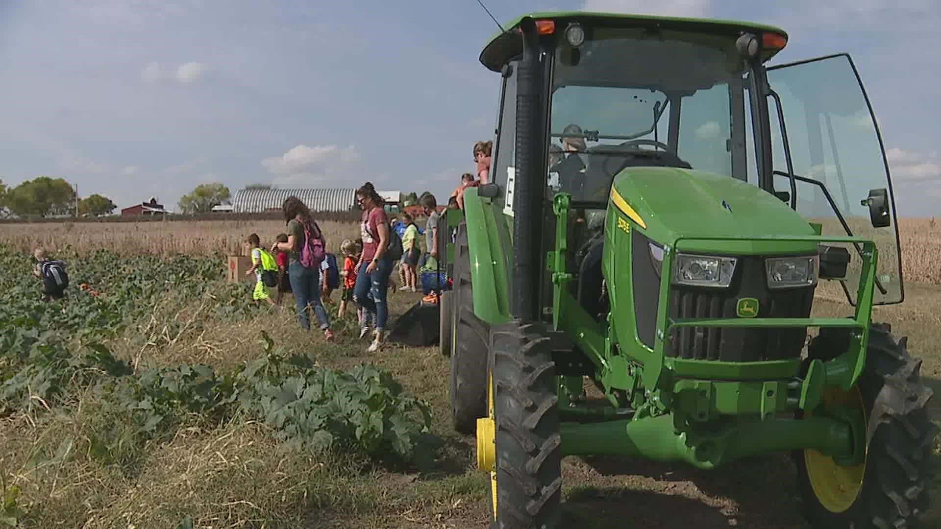 The kindergarten classes at Davenport's McKinley Elementary School visited the farm Friday for a field trip and spent the morning as "pumpkin elves."
