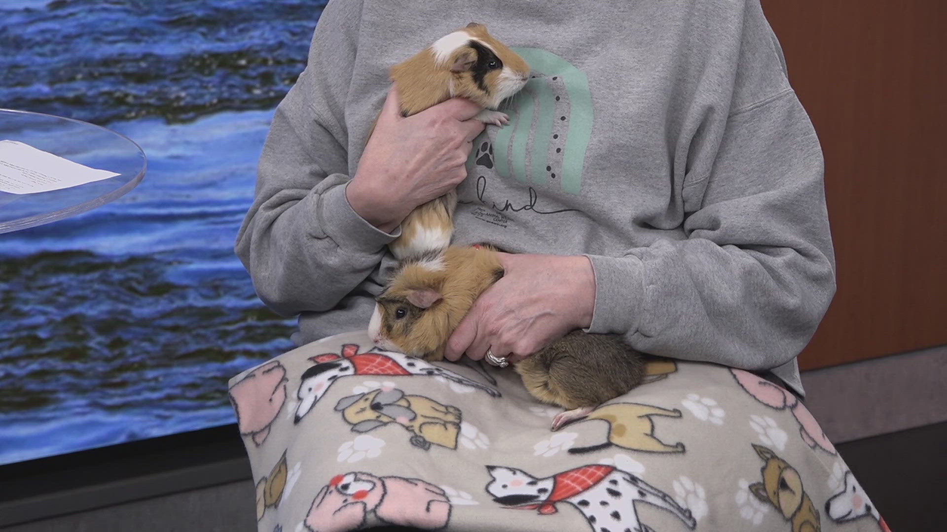 Bratwurst and Hotdog are both male one-year-old guinea pigs available for adoption at the Quad City Animal Welfare Center!