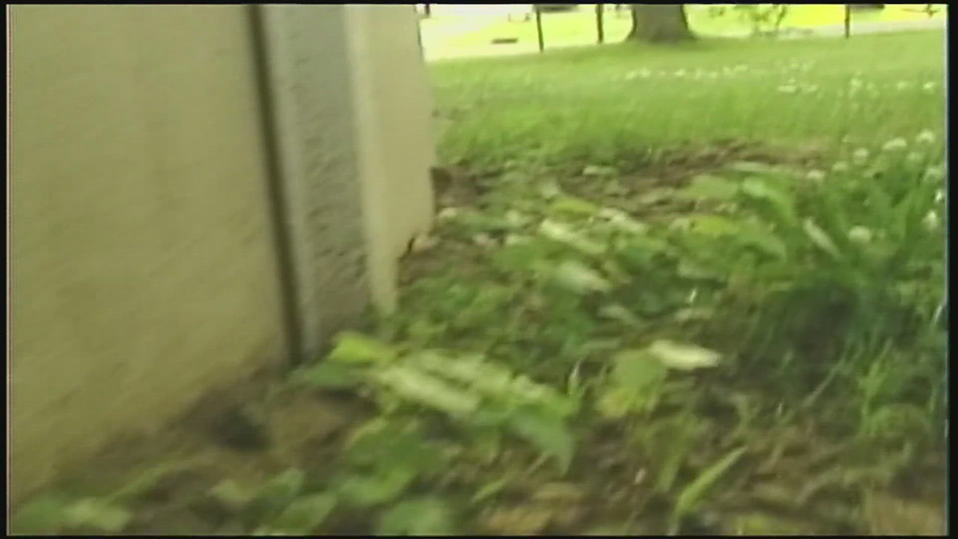 This week, Flashback Friday takes News 8 back to June 26, 2008, when flood waters caused thousands of frogs to move into the City of Colona.