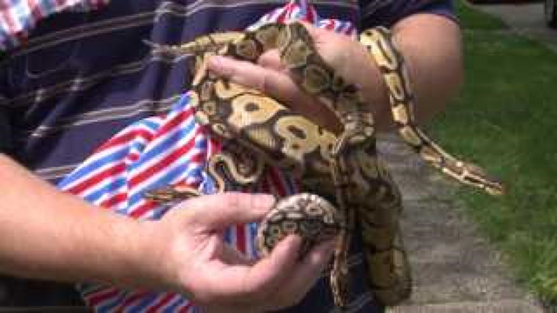 25 Ball pythons found in Moline home