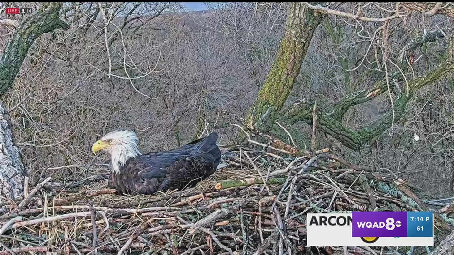 The Arconic eagle nest is okay!! | wqad.com