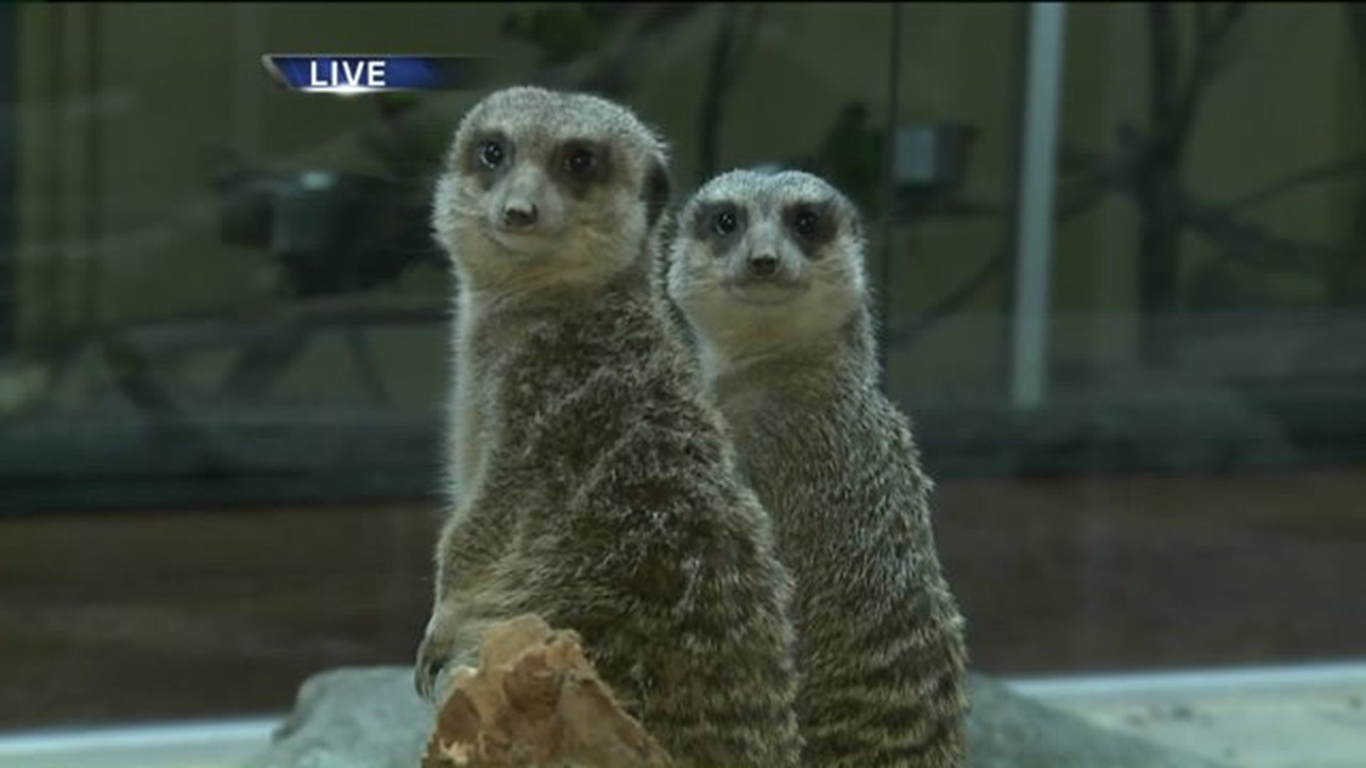 Meet the meerkats at Niabi Zoo