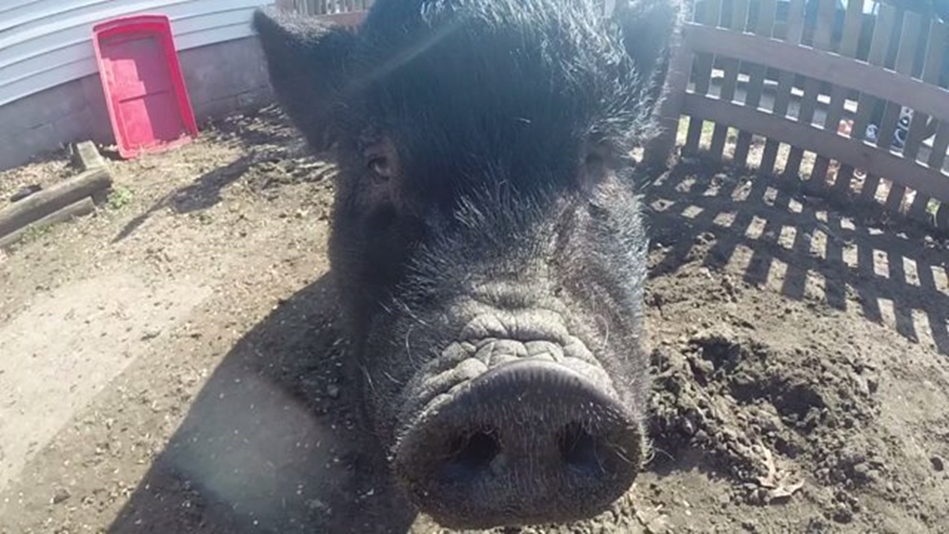 Burlington continues talks toward accepting pot bellied pigs as pets