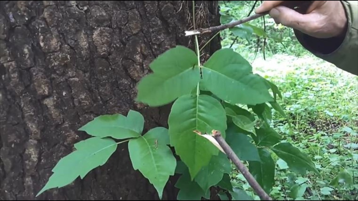 Know how to identify, avoid poison ivy this fall | wqad.com