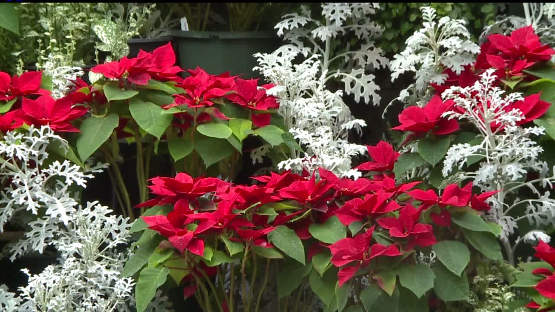 Free poinsettias given away in Davenport