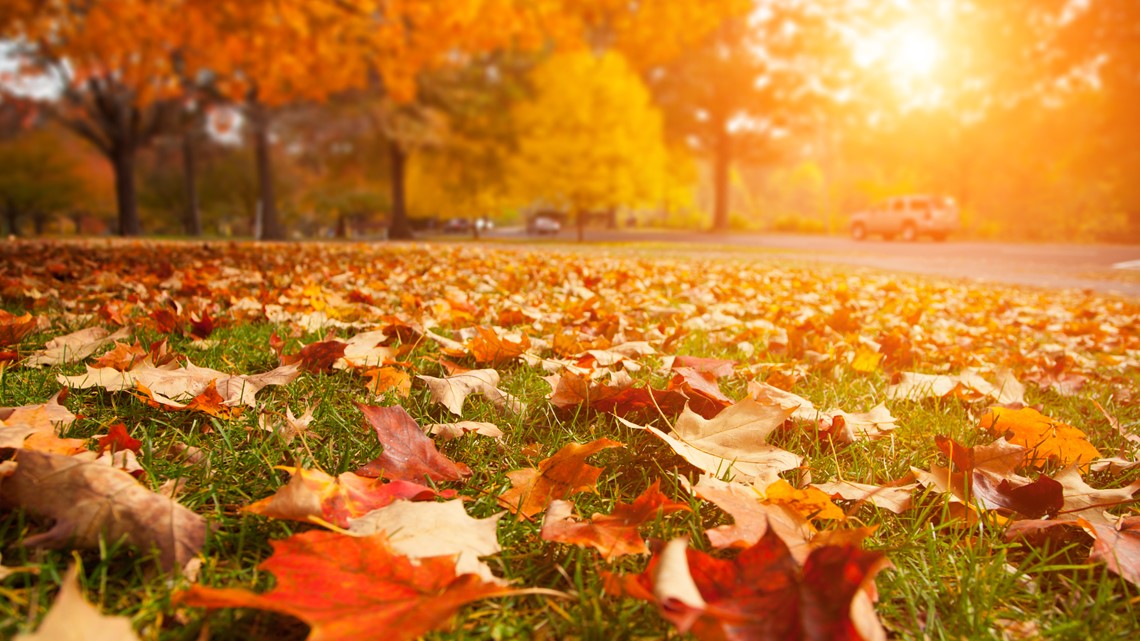 What Causes Leaves To Change Color? - Farmers' Almanac