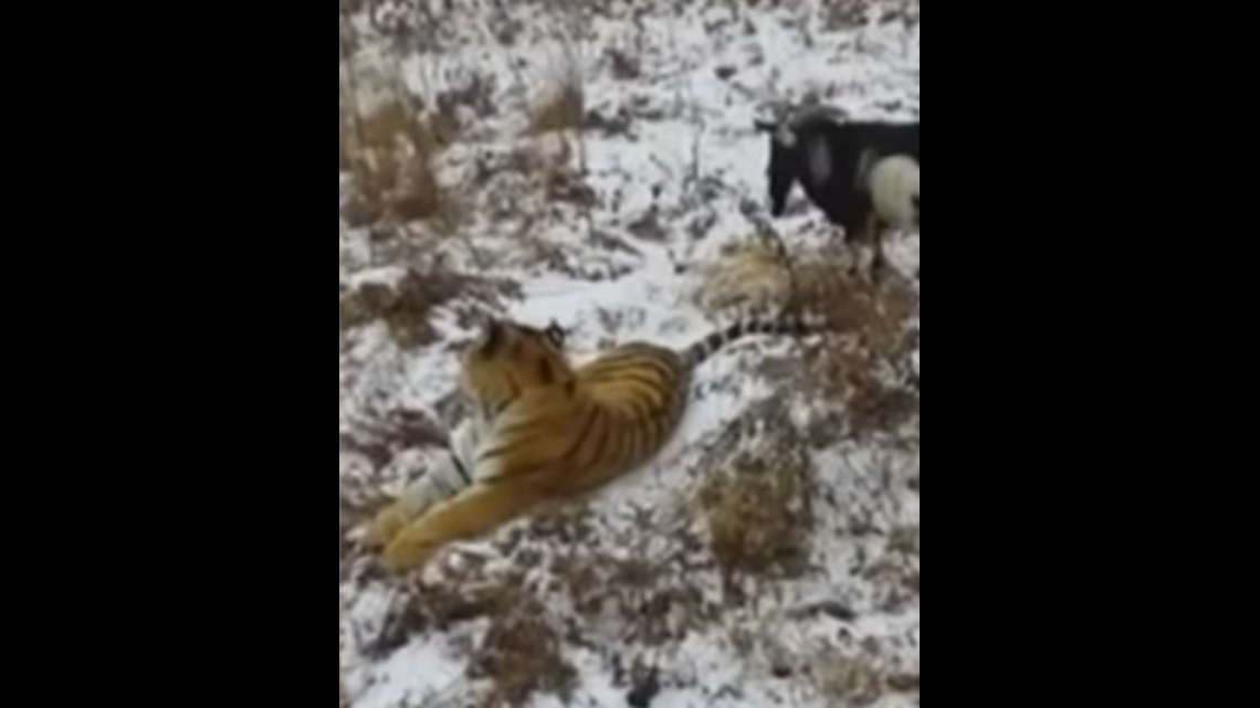 unlikely-friendship-between-goat-and-tiger-ends-in-fight-wqad