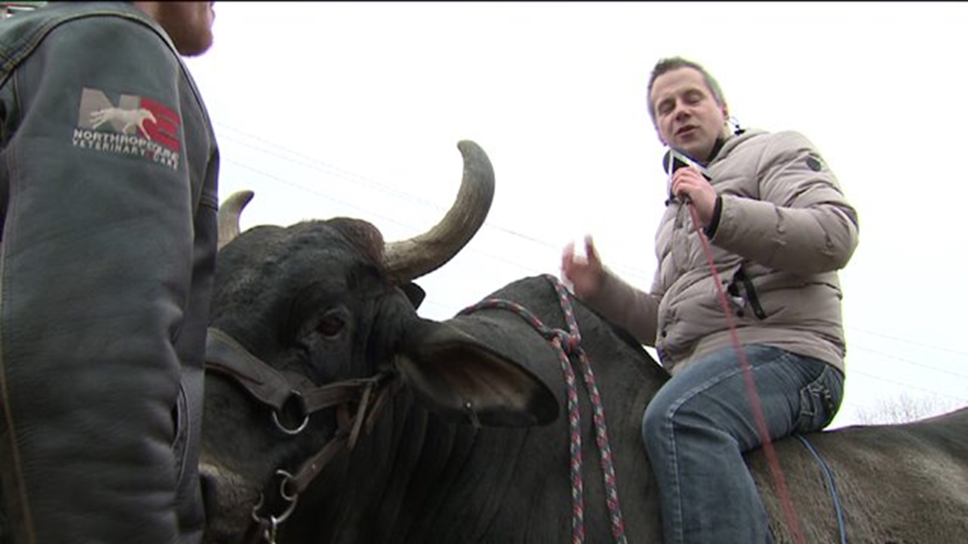 Meteorologist Eric Sorensen rides Midnight the bull