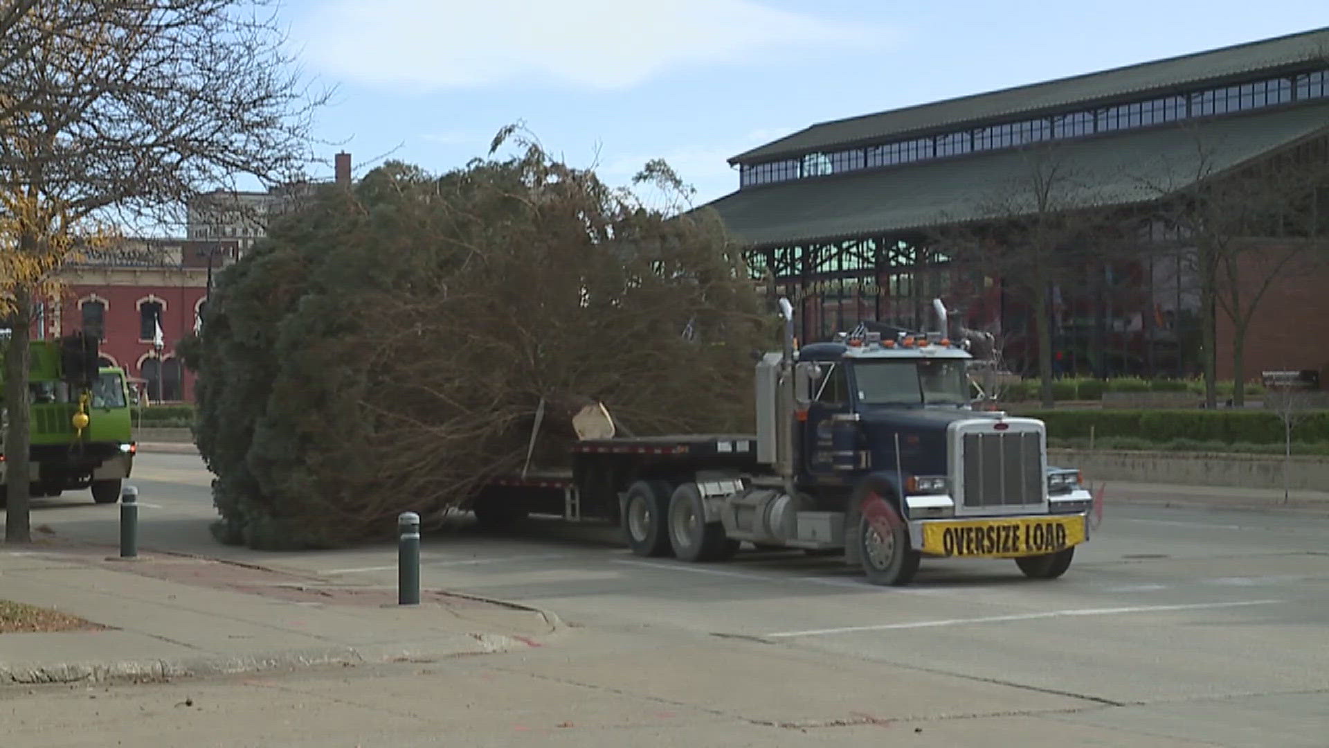 The tree is a 30-year-old Norway Spruce and stands about 45 feet tall.