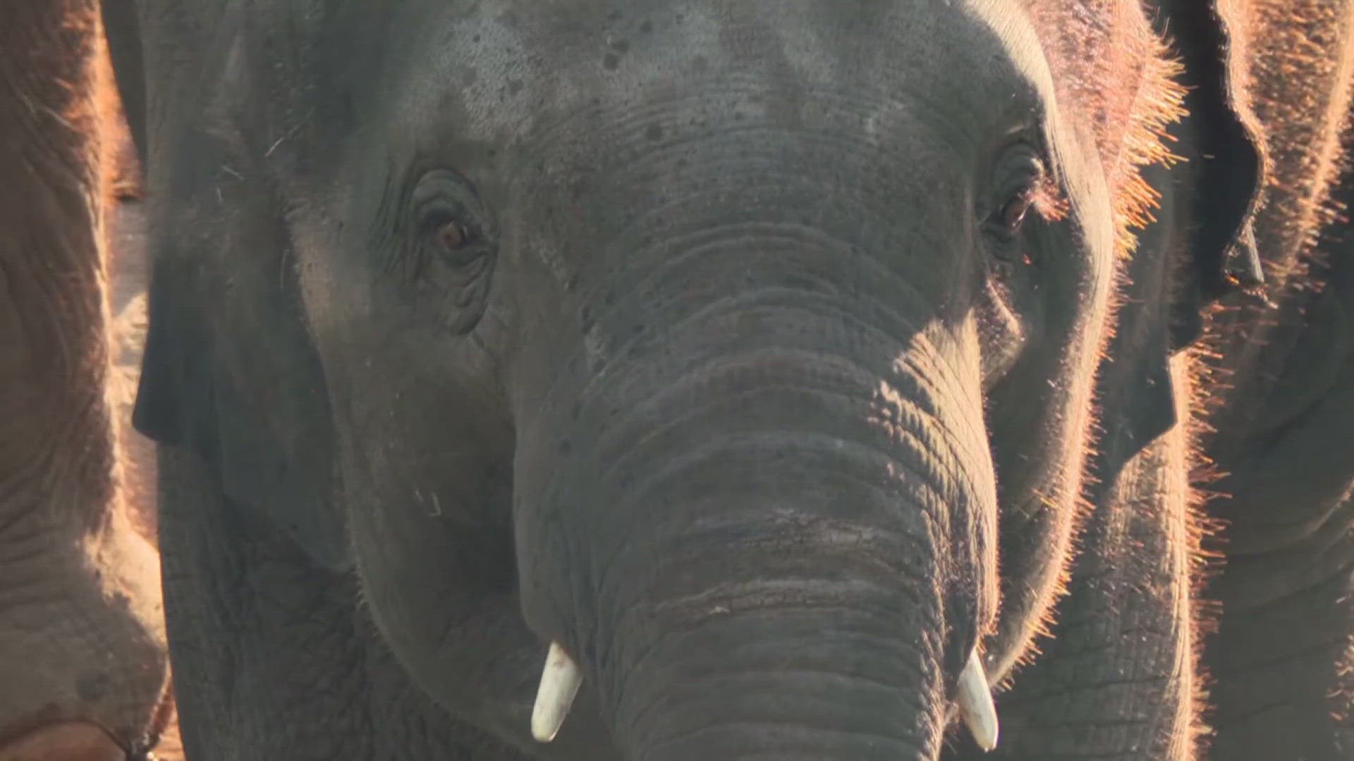 Baby Brazos is the first elephant in the fourth elephant in the world to receive a new experimental vaccine to help prevent elephant endotheliotropic herpesvirus.