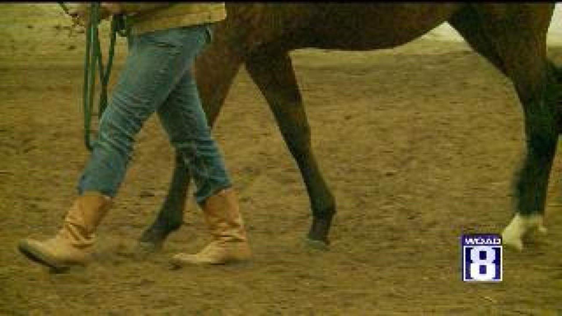 Fundraiser Helps Rescued Horses