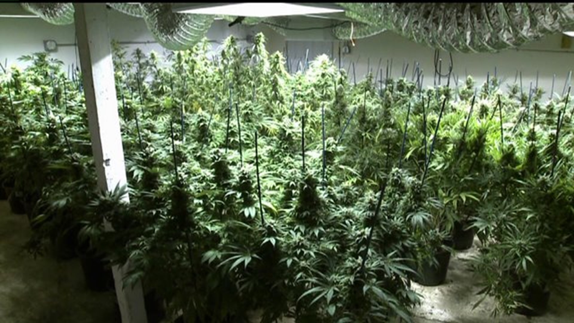 Warren County farmers get in `on the ground floor` of growing medical marijuana