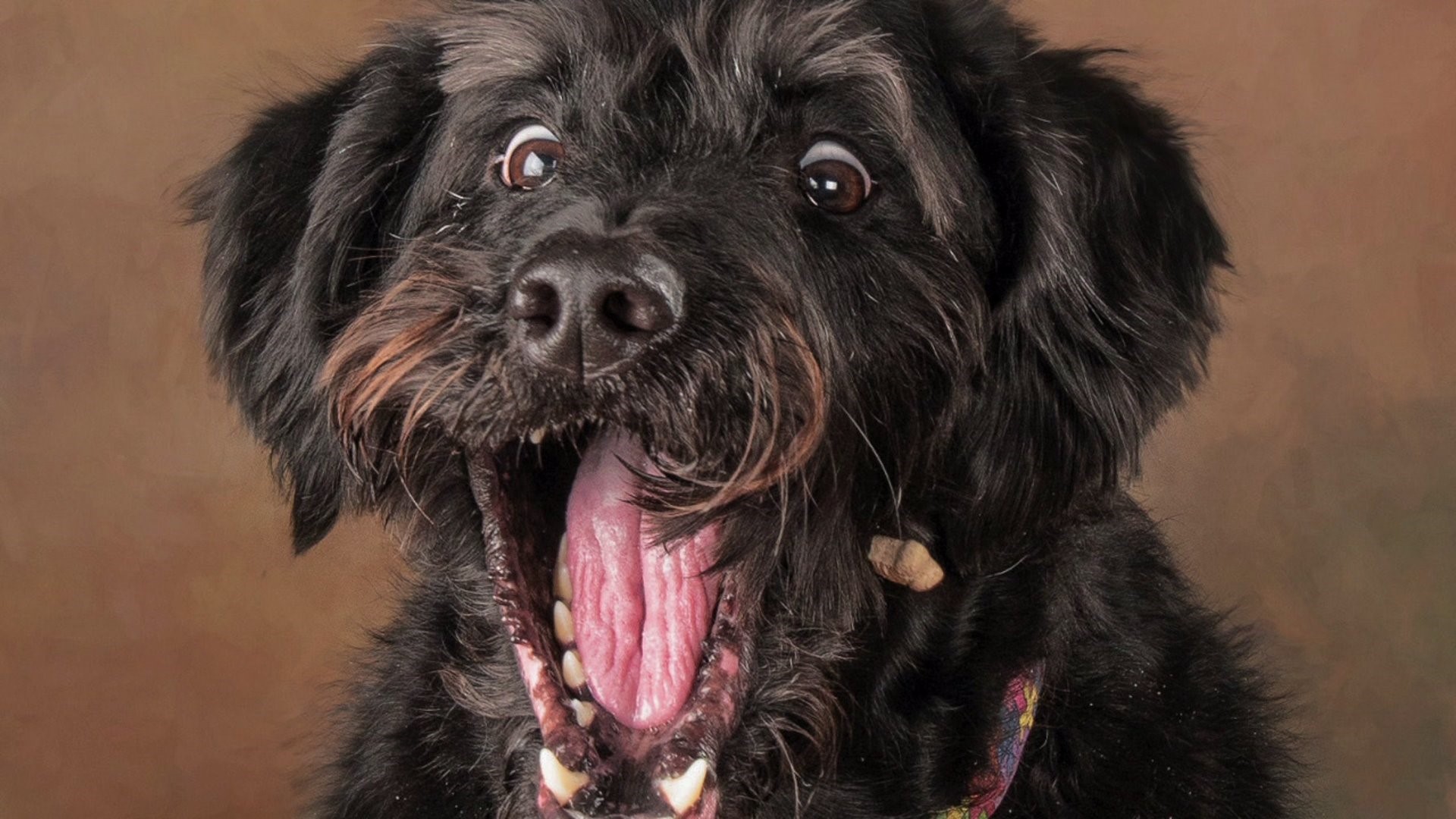 `Wanna Treat` doggie photo shoot raises money for local shelters