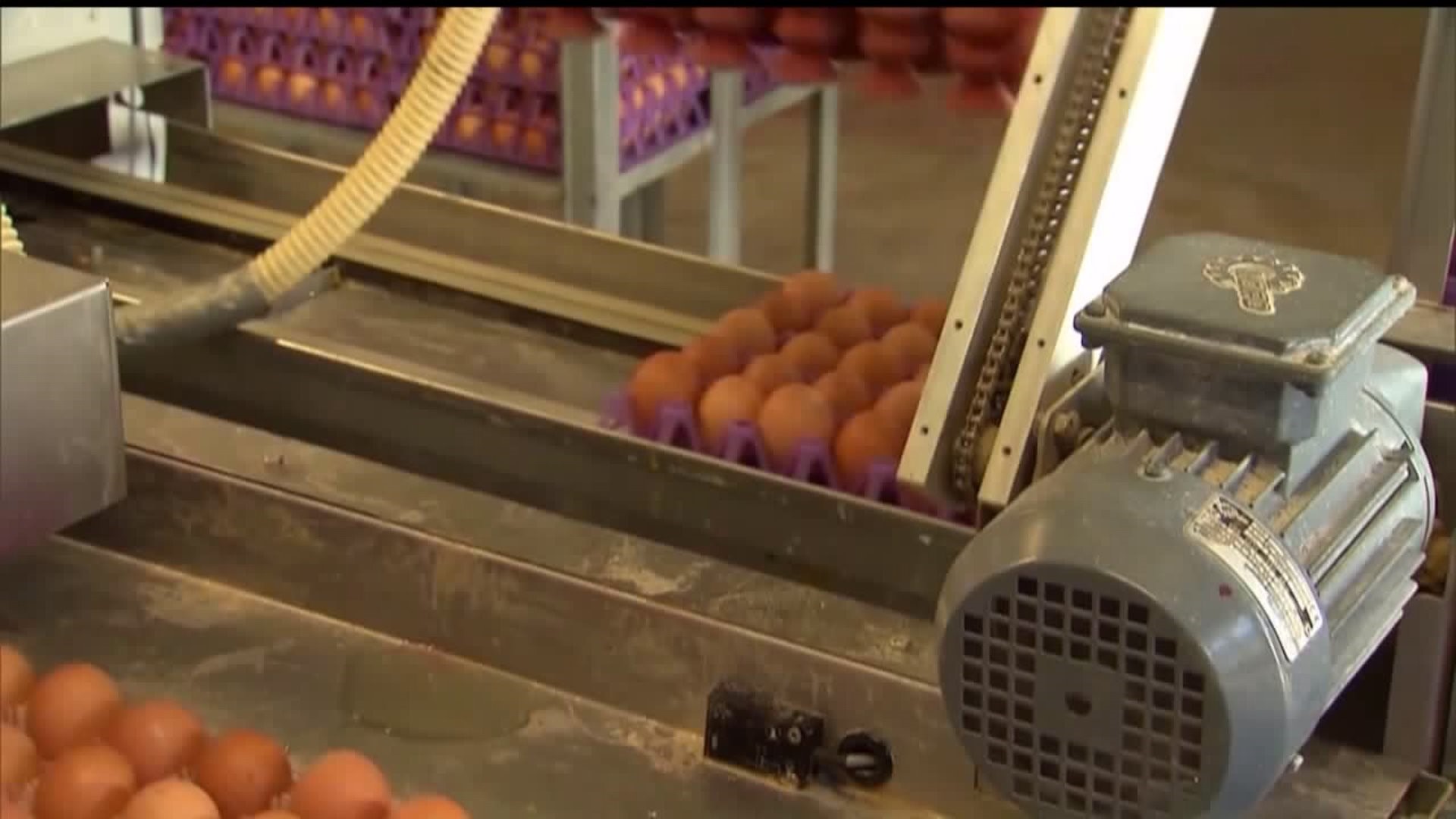 Recalled eggs linked to salmonella cases in seven states