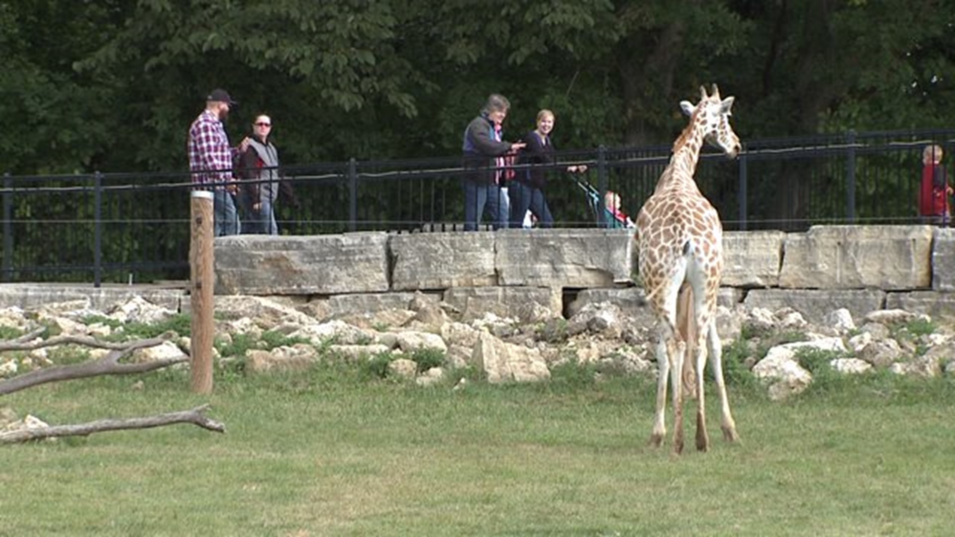 Niabi Zoo director says zoo is "not in crisis, but transition"