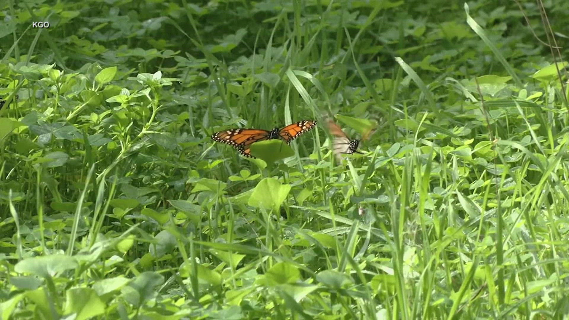 All ages are invited to the Hurstville Interpretive Center from noon to 4 p.m. on Sunday, Aug. 4 to take part in the international Monarch Blitz count.