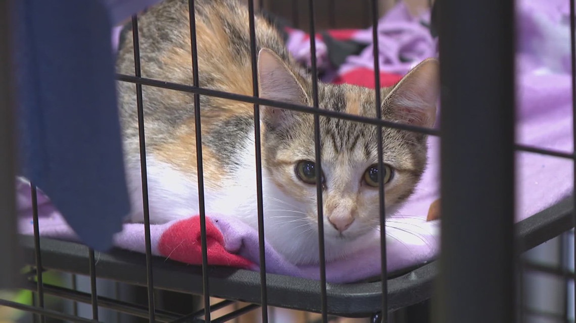 Arkansas community works to tame stray cats and protect native