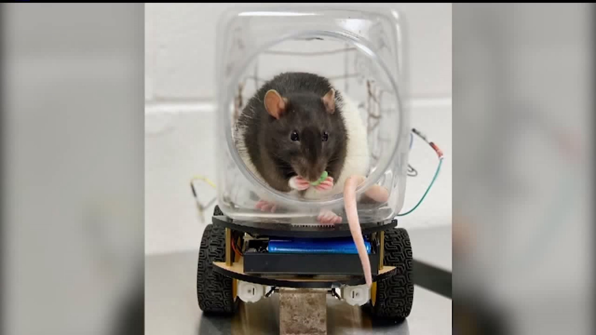 Rats learned how to drive