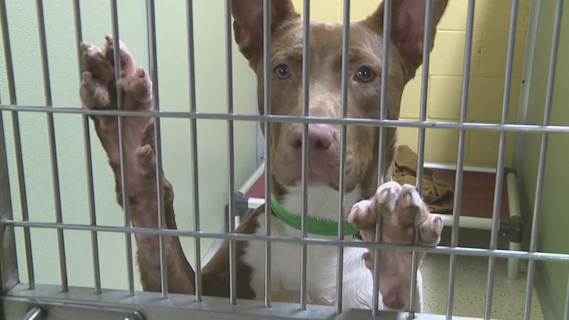 Rescue animals from Louisiana available for adoption at King's Harvest this  week 