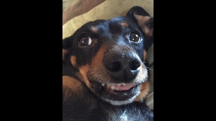 funny dog face smile