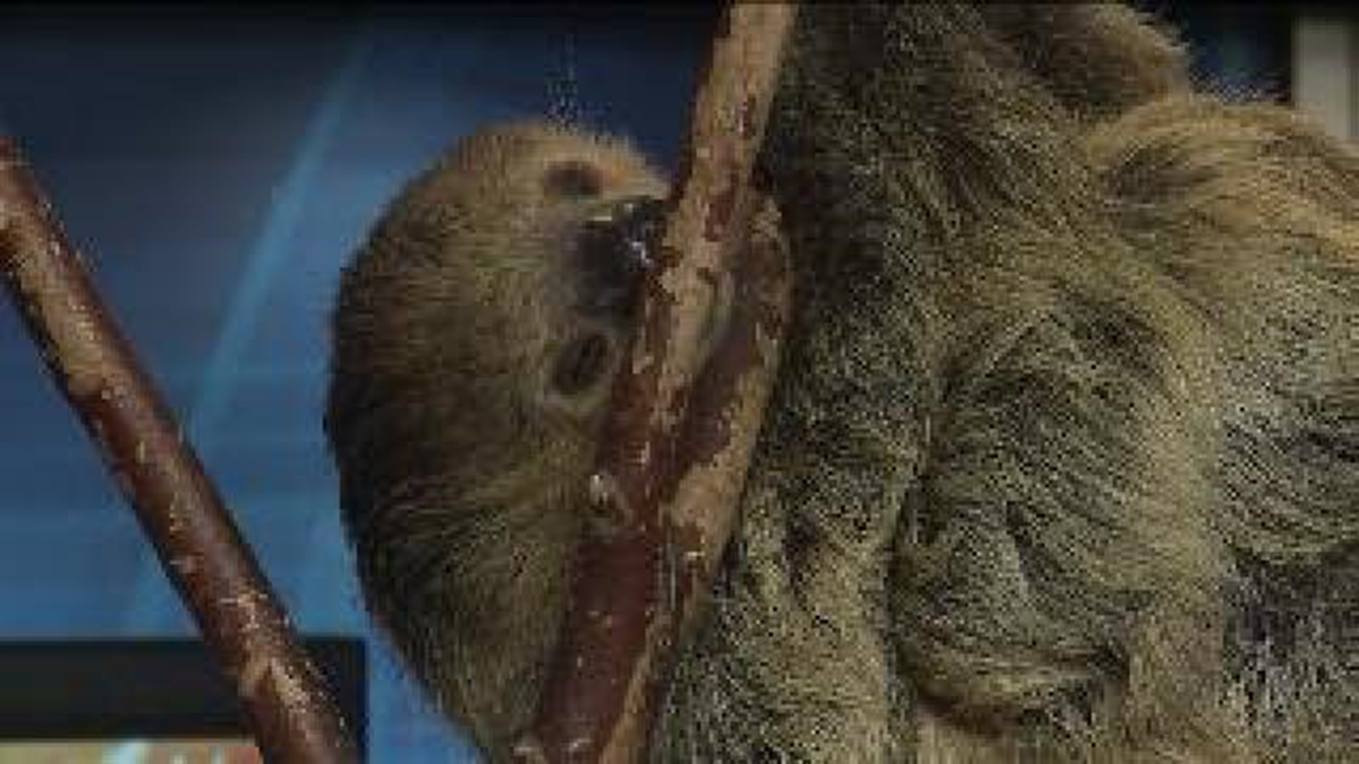 Morning Zoo: A Sloth's Life