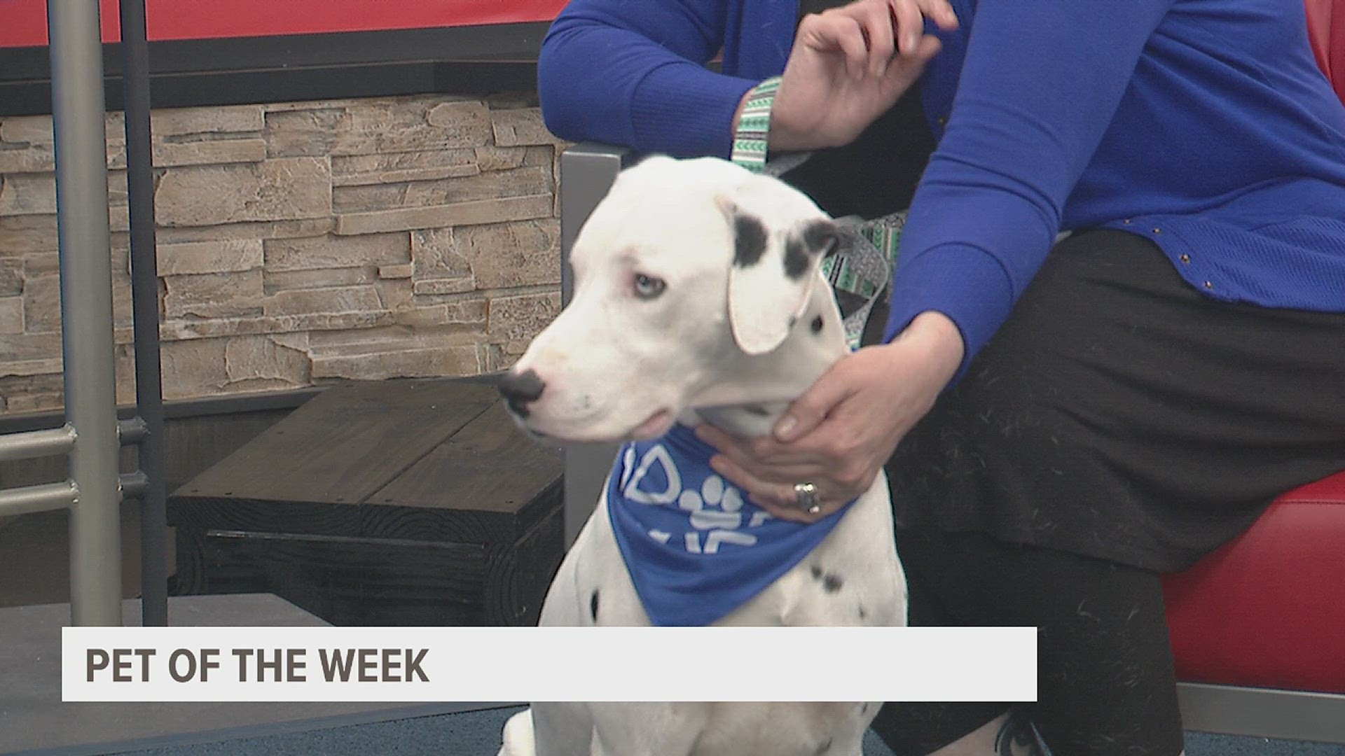 Patti McRae from the Quad City Animal Welfare Center brings in a feature pet each week to help get pets adopted.