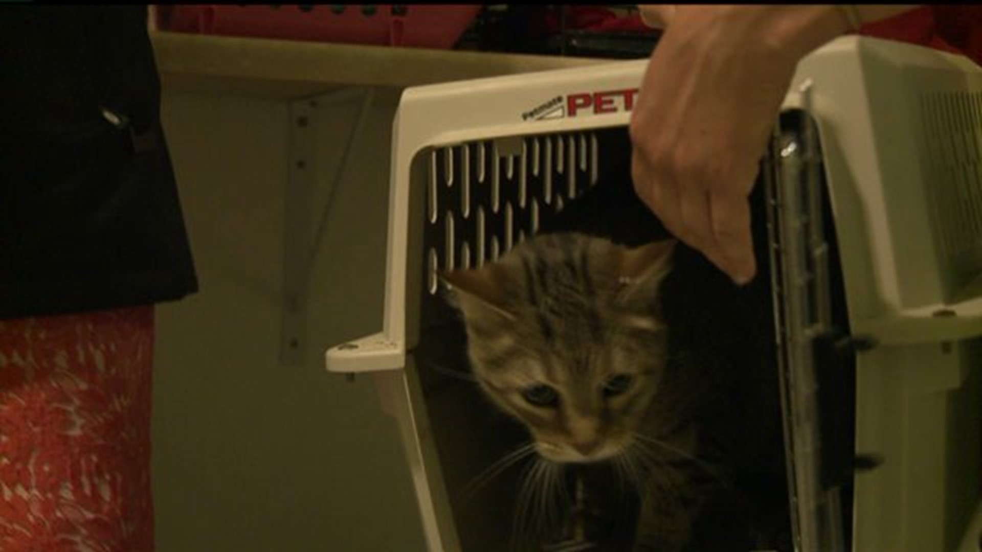 Flooding forces move for animals at Moline shelter